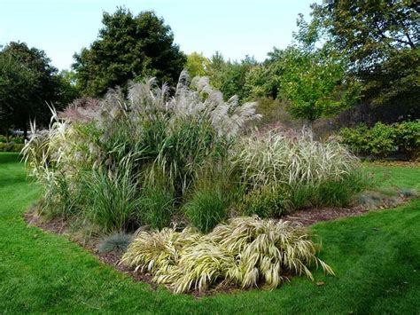 Mittelhohe gräser können sehr gut mit blühenden. Sanfte Windspiele - Gartengestaltung mit Ziergräsern