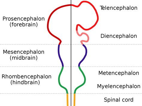 Mcs.ognBrain-(0-6-0.2021-01-23 draft) human-brain