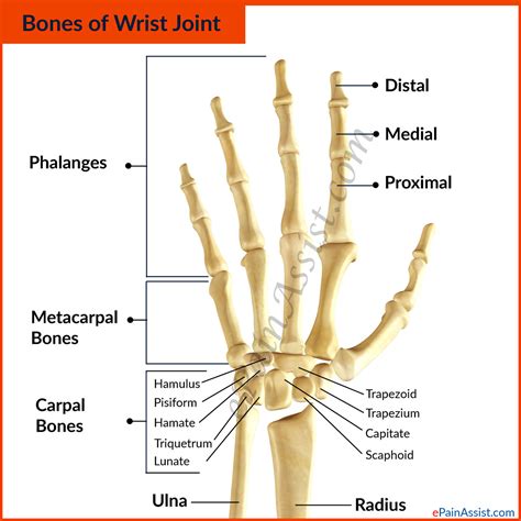 Wrist Joint Anatomy Bones Movements Ligaments Tendons Abduction Flexion