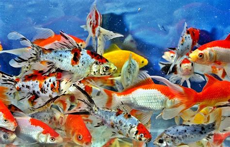 Di semua toko ikan hias pasti menjual ikan yang berasal dari negeri tiongkok ini, sekaligus dengan perlengkapannya. 5 Cara Budidaya Ikan Mas Komet di Akuarium - IlmuBudidaya.com