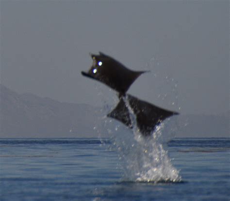 The Amazing Flying Mantas Of The Sea Of Cortez Mantawatch