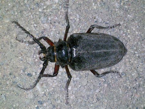 Is a roach an insect? California Root Borer - What's That Bug?