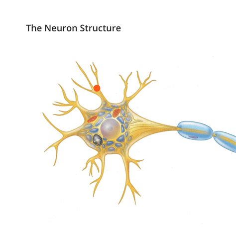 Neuron structure Flashcards | Memorang