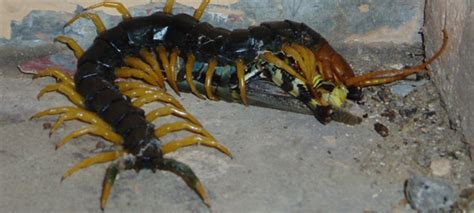 Camel spiders are actually solpugids, not true spiders and related to scorpions. Insects, Spiders, Centipedes, Millipedes - Carlsbad ...