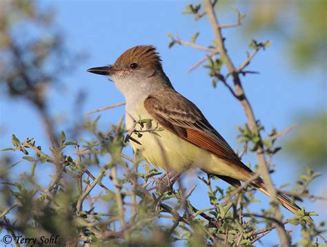 Brown Crested Flycatcher Photos Photographs Pictures