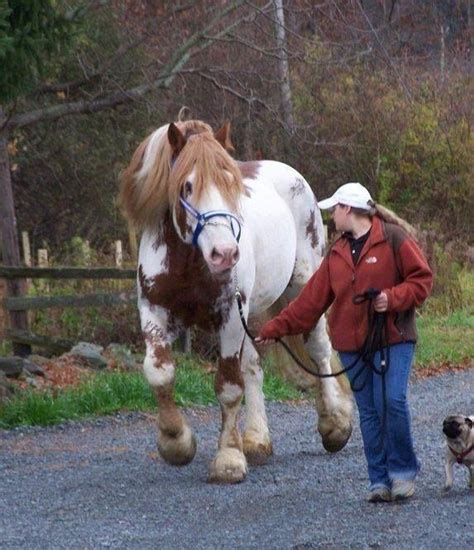 North American Spotted Draft Horse Horse Breeds Big Horses Horses