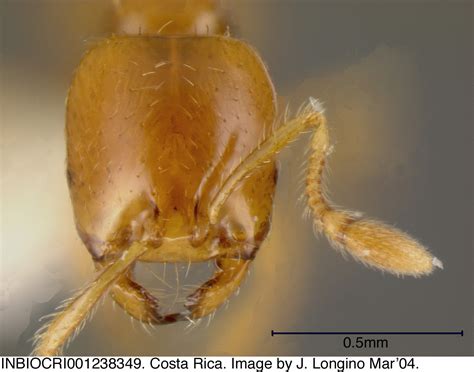 Formicidae Solenopsis Succinea