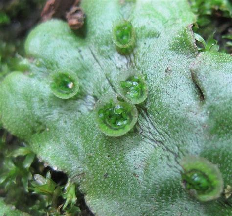 Marchantia polymorpha, sometimes known as the common liverwort or umbrella liverwort, is a large liverwort with a wide distribution around the world. Marchantia