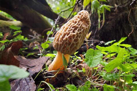 Tips For Picking Mushrooms Answers To Common Questions