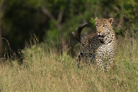 The Week In Pictures 123 Londolozi Blog