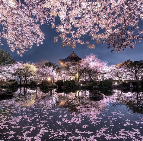 It's claimed to be one of the busiest interaction in the world! Kyoto, Japan | 花の咲く木, Pc 壁紙, 京都おすすめ観光スポット