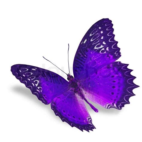 Purple Butterfly Flying Isolated On Stock Image Colourbox