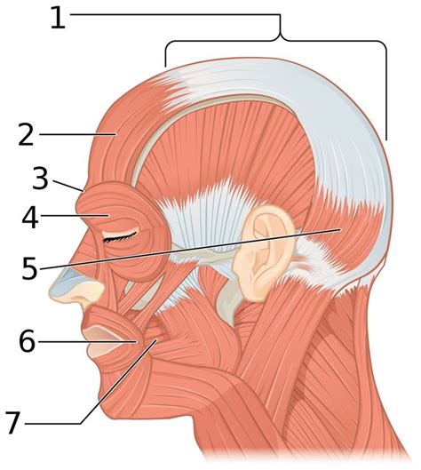 Épinglé Sur Anatomy Face Muscles