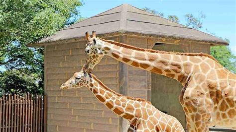 Top 10 Zoos And Wildlife Parks Around Sydney Australia
