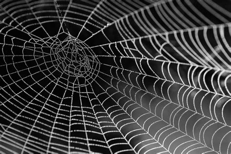 From cockroaches to termites to bedbugs and birds, we can handle all of your pest control needs. Four Most Common Spiders to Watch for in Kansas | All Star ...