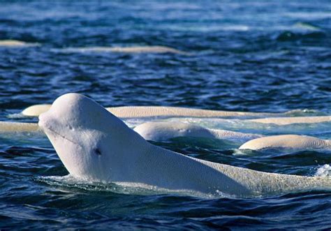 Beluga Whale Adaptations