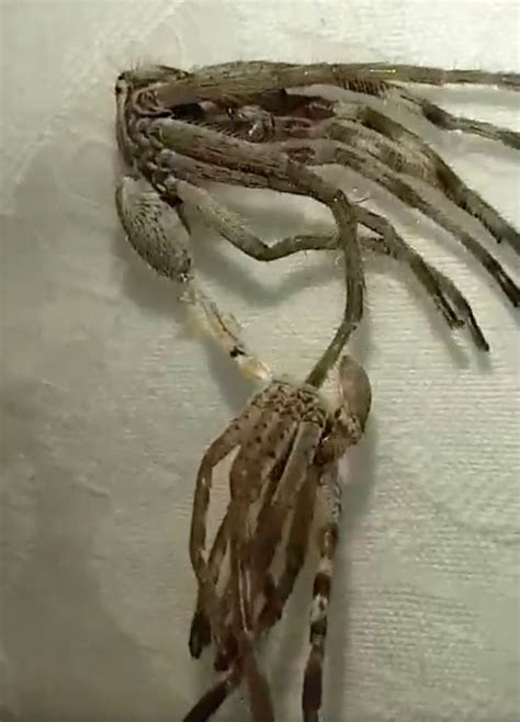 british woman captures alien like insect video goes viral