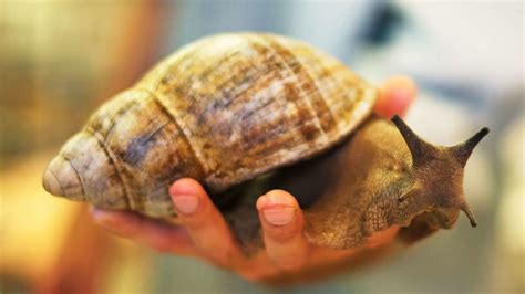10 Facts About Giant African Land Snails Mental Floss