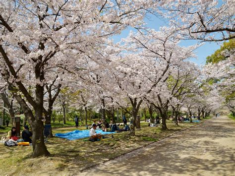 The Japanese Cherry Blossom Tradition You Should Know