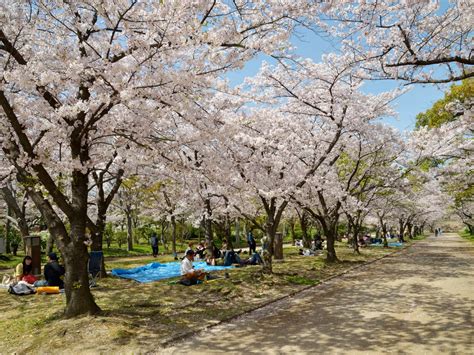 The japanese cherry blossom (sakura) has been a distinguished symbol of japan for many centuries. The Japanese Cherry Blossom Tradition You Should Know ...