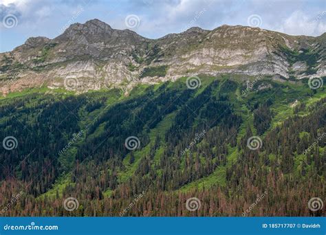 Lush Mountainside In Pine Le Moray Provincial Park British Columbia