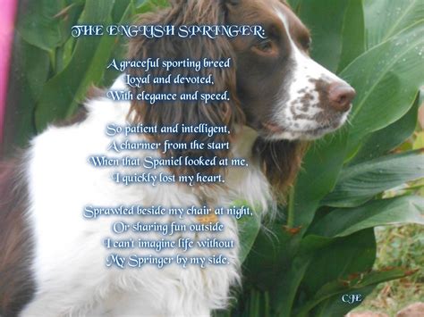Pin by Jyme Chambers on English Springer Spaniels | Spaniel, English