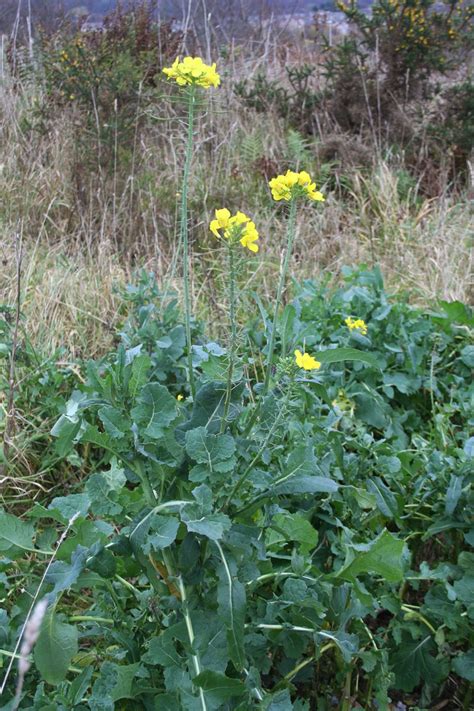 Valley Naturalist Wild Cabbage Brassica Oleracea