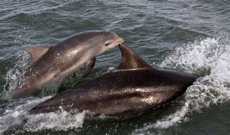 Up To 70 Dolphins Spotted Off The Coast Of Anglesey North Wales Live