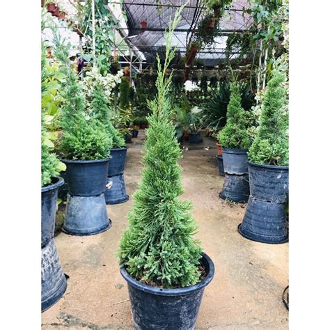 Check spelling or type a new query. Anak Pokok Pencil Pine / Pokok Krismas | Shopee Malaysia