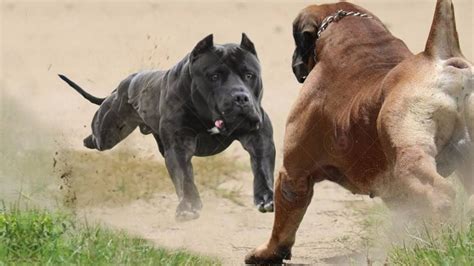 Pitbull Dogs Fighting