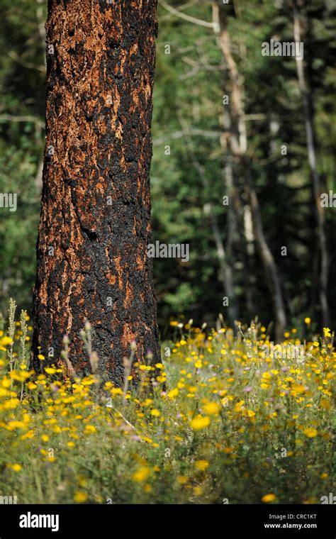 Bull Pine Tree Hi Res Stock Photography And Images Alamy