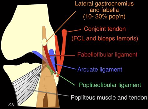 When your knee is bent, the gastrocnemius muscle is placed on slack and is not able to forcefully contract to plantar flex your ankle. Knee Muscle Anatomy Mri / Mri Knee Joint Anatomy - Find ...