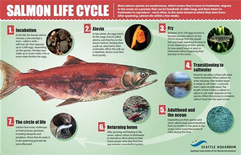 Salmon Life Cycle Stages Pia Colson
