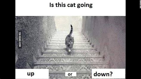 UporDown Which Way Is The Cat Going CNN Com