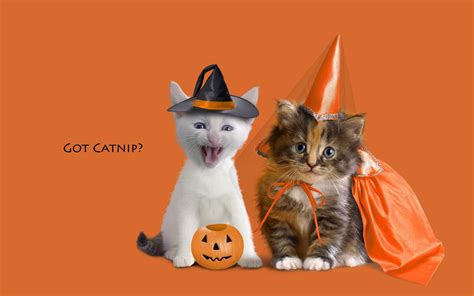 Cute Animal Halloween Wallpapers - Top Free Cute Animal Halloween