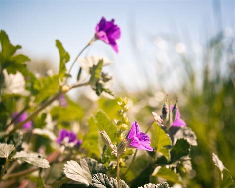 Maybe you would like to learn more about one of these? Purple wildflower in Pflugerville, Texas | Grégory Massal ...