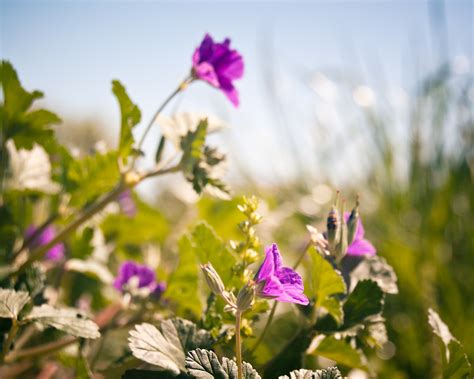 Purple flowers in east texas. Purple wildflower in Pflugerville, Texas | Grégory Massal ...