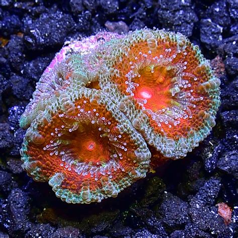 Micromussa Coral Red And Green Saltwater Aquarium Corals For Marine