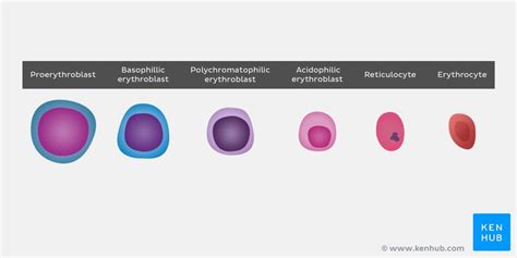 Erythrocytes Histology Structure Function Life Cycle Kenhub