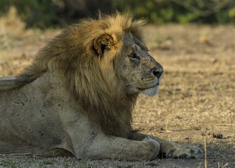 Serengeti Lion Gallery Focusing On Wildlife