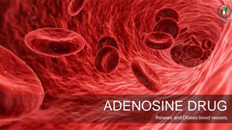 Adenosine Drug Adenoscan Adenocard Uses Availability Dose