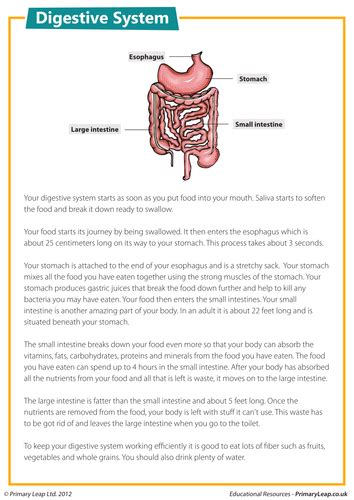 digestive system teaching resources