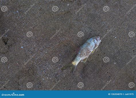 Dead Fish On The Beach Stock Photo Image Of Dead Coast 126354870