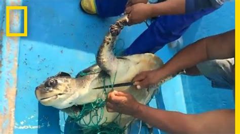Sea Turtle Rescued From Abandoned Ghost Net Snare National