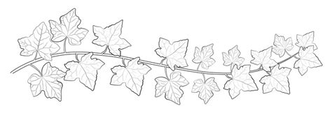 Afbeeldingen Over Ivy Outline Blader In Stockfotos Vectoren En