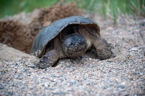 How to protect snapping turtle eggs? Seriously Intriguing Facts About Snapping Turtles - Animal ...
