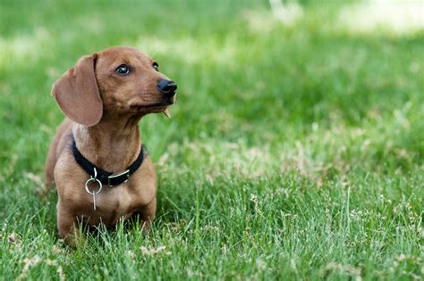 Teen Caught Having Sex With His Wiener Dog Again — But This Time Its