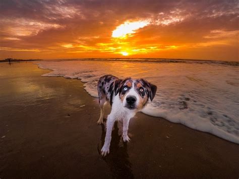 Cleveleys And Rossall Beach Sunrise And Sunset Dog Walks Baldhiker