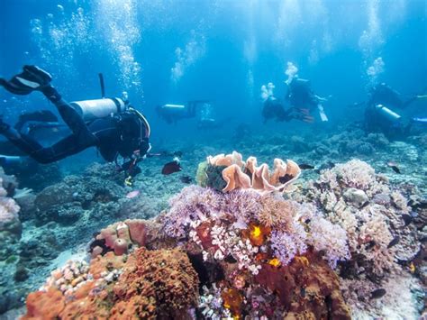 Great Barrier Reef Scuba Diving Excursion With Up To 3 Dives From