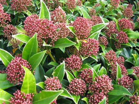 How we manage superstructure teams. Skimmia japonica 'Godrie's Dwarf' - | De Tuinen van Appeltern